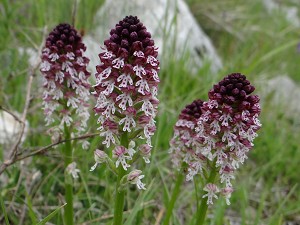 orchis ustulata