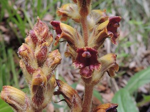 orobanche spec.