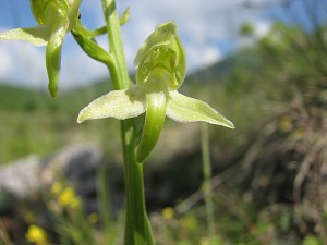 platanthera algeriensis(?)