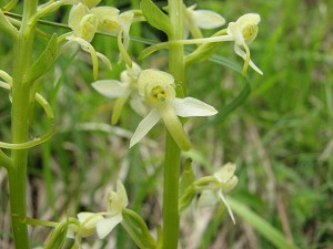 platanthera bifolia