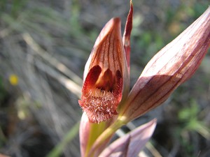 serapias orientalis ssp apulica