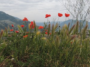 Strassen-Mohn