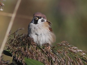 Feldsperling