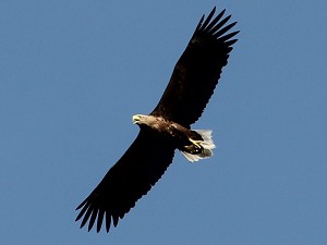 17seeadler