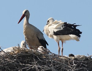 27weissstorch