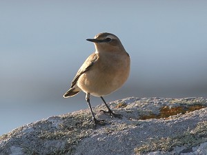 ouessant18.jpg