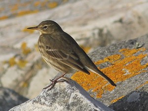 ouessant19.jpg