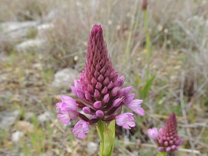 anacamptis_pyramidalis