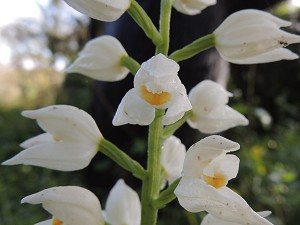 cephalanthera_longifolia