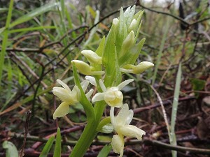 dactylorhiza_romana_ssp_marcusii