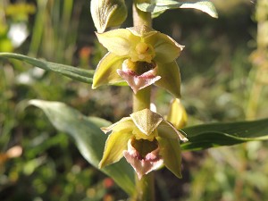 epipactis_tremolsii