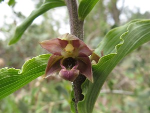 epipactis_lusitanica