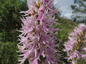 orchis_italica