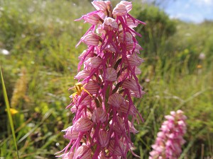 orchis_italica_x_aceras