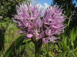 orchis_italica