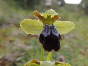 ophrys_fusca 1