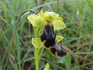 ophrys_fusca 2