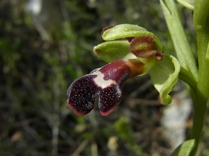 ophrys_fusca_ssp_dyris2
