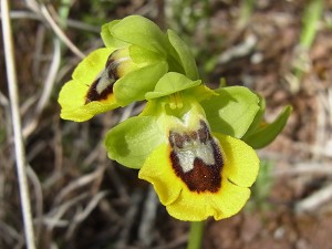 ophrys_lutea