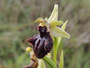 ophrys_incubacea
