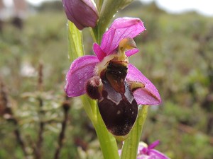 ophrys_scolopax