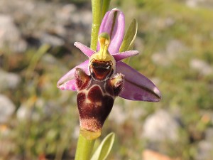 ophrys_scolopax_ssp_picta