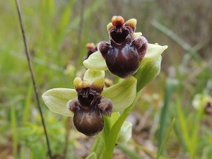 ophrys_bombyliflora