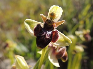 ophrys_bombyliflora_x_picta