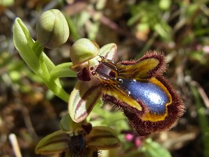 ophrys_speculum_var_speculum