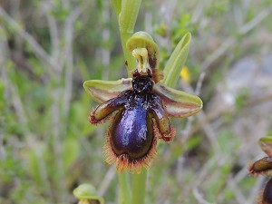 ophrys_speculum_var_vernixia