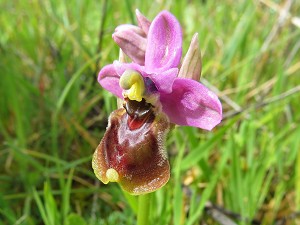 ophrys_tenthredinifera