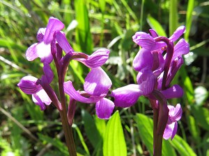 Orchis morio ssp champagnieuxii