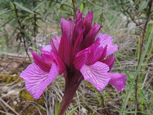 Orchis papillionacea ssp grandiflora