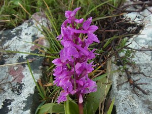 orchis_mascula