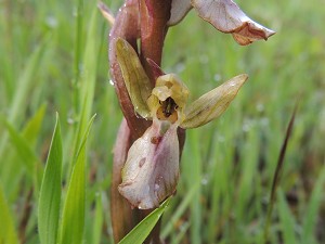 orchis_collina