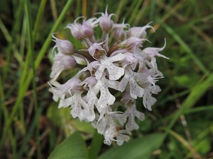 orchis_conica