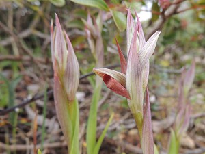 Serapias parviflora