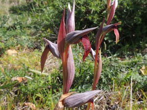 Serapias strictiflora