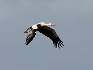 weissstorch