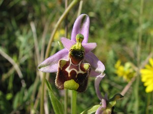 13ophrys_annae