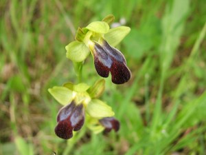 15ophrys_fusca_funerea