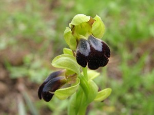 16ophrys_fusca_zonata