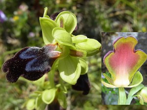 17ophrys_fusca_eleonora