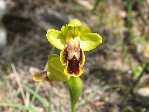 18ophrys_fusca_ortuabis