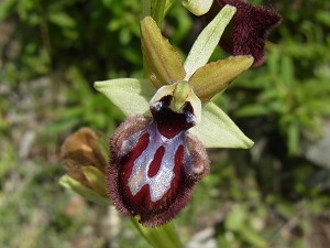20ophrys_incubacea