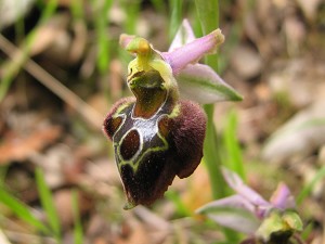 21ophrys_morisii