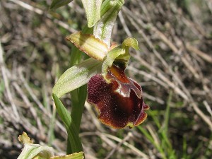 22ophrys_panatensis