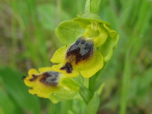 Ophrys sicula corsica