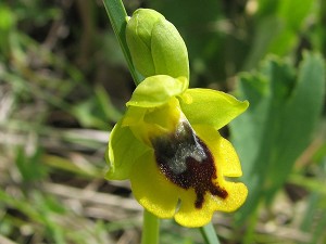 24ophrys_sicula_lepida