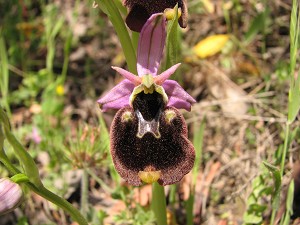 Ophrys holoserica chestermannii
